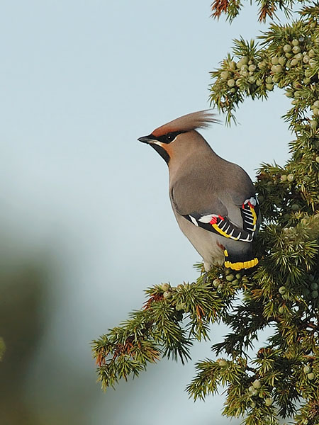 Tilhi, Bohemian Waxwing, Bombycilla garrulus